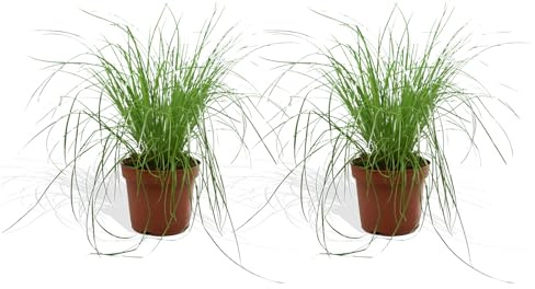 DutchLeafs Cyperus Zumula Echtes Katzengras 2 Stück - Topf 12 cm - Frisches Katzengras für Katzen Fertig Gewachsen Zyperngras Ungiftig Pflegeleichte Zimmerpflanze - Höhe 20-25 cm