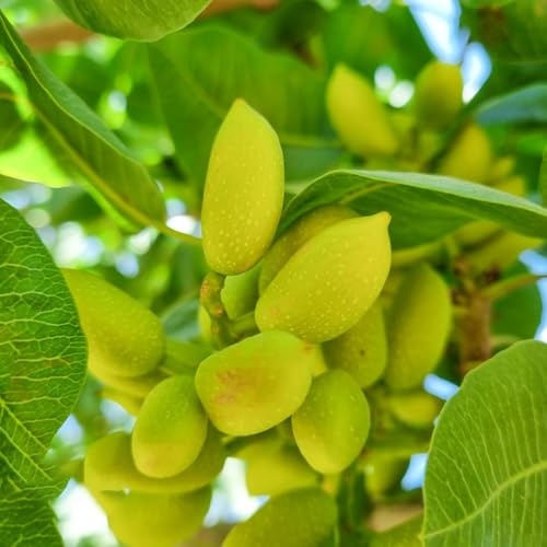 semi di pistacchio - vecchie varietà aiuole rialzate giardino appartamento resistenti esterno 15pcs