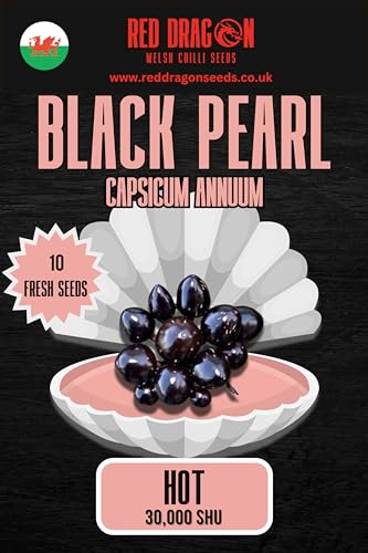 Black Pearl Chilli Seeds - 10 Fresh Black Pearl Pepper Seeds