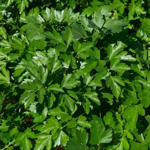 Perfect Plants - Parsley Plant Flat Leaf in a 13cm Pot Garden Ready Herb Plant