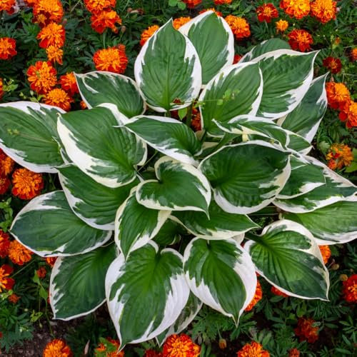 Hosta 'Francee' - Hardy Shade Plant with Ribbed Foliage and Cream Margins, RHS Award Winner, 1X 3 Litre Pot by Thompson and Morgan