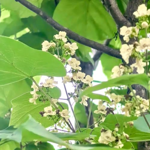 semi di tromba, semi di catalpa, regali amanti giardino catalpa bignonioides, da esterno giardino luoghi soleggiati 80pcs