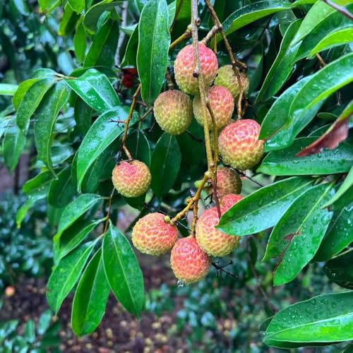 lichi - semi in espaldera di lichi perenni nano resistenti - Serie rare semi 25pz