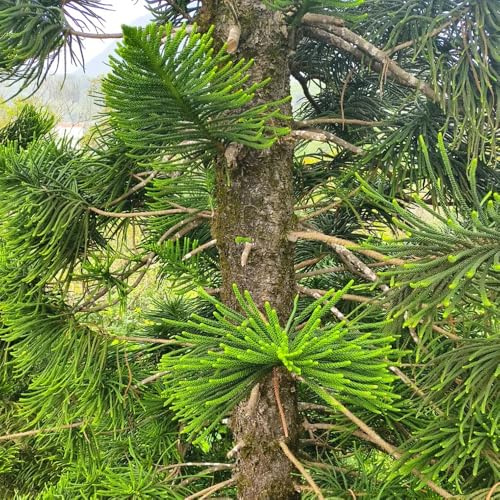 araucaria araucana - deko zimmerpflanzen immergrüne winterhart bonsaibaum garten hochbeet balkon kübelpflanzen exotische 20samen