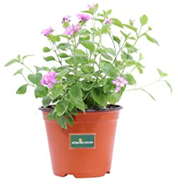 Pianta di Lantana Sellowiana pianta da esterno pianta da fiore di Lantana Sellowiana pianta ornamentale pianta vera di Lantana venduta da eGarden.store (Viola)