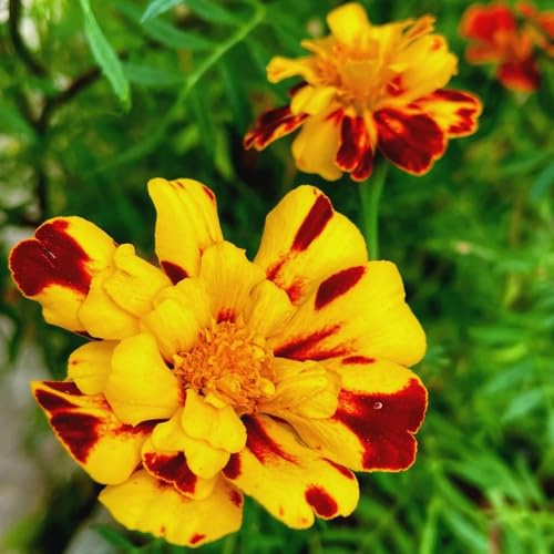 Semi di tagete - giardino resistente balcone decorazione 500pcs