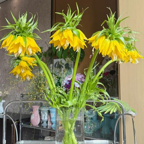 tuberi corona imperiale - fritillaria resistenti da giardino e da balcone corone imperiali di, tappezzanti, resistenti, autunnali 6bulbi