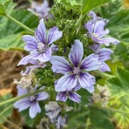 semi di malva selvatica in vaso da aiuola ufficio perenni resistenti esotiche balcone giardino rocciose di vecchie varietà rialzata balcone 250pcs
