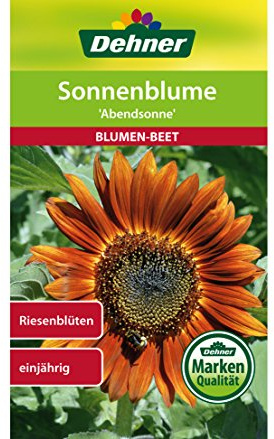 Dehner Blumen-Saatgut, Sonnenblume Abendsonne, 5er Pack (5 x 4 g)