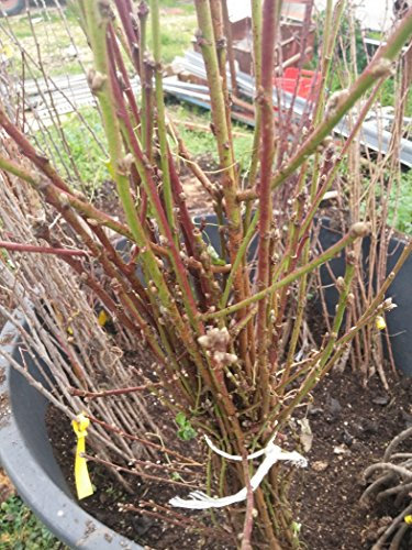 Mela Limoncella Pianta a radice nuda Varietà Mela Limoncella - 1 Pianta