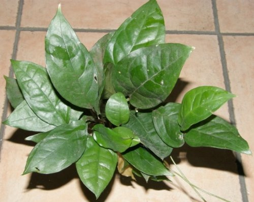 5 Töpfe Anubia gigantea, Riesenspeerblatt, Anubien