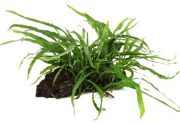 Java Helecho hojas estrechas - Microsorum pteropus 'Estrecho' cultivado en madera de manglar - Planta de acuario vivo