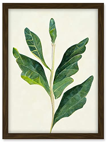 Doppelganger33 LTD Detail Of Rubber Fig Plant Botanical Illustration Artwork Framed A3 Wall Art Print