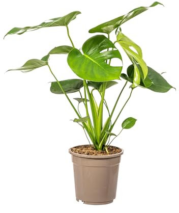 Fensterblatt Monstera Deliciosa Tauerii – Ø19 cm – ca. 70–90 cm hoch – Zimmerpflanze mit großen, herzförmigen Blättern – Für Wohnzimmer & Büro