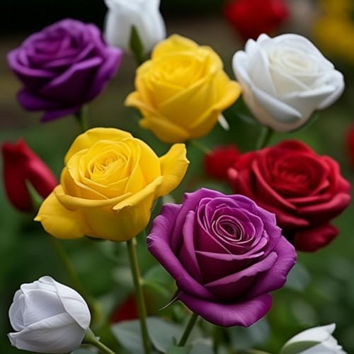 Riesen Rosen-Rhizom, Überraschend wachsend, Winterhart Mehrjährig, Geeignet für Frühling und Herbst, Kein Gießen Erforderlich, Leicht Zu ZüChten-1 Rhizom-C