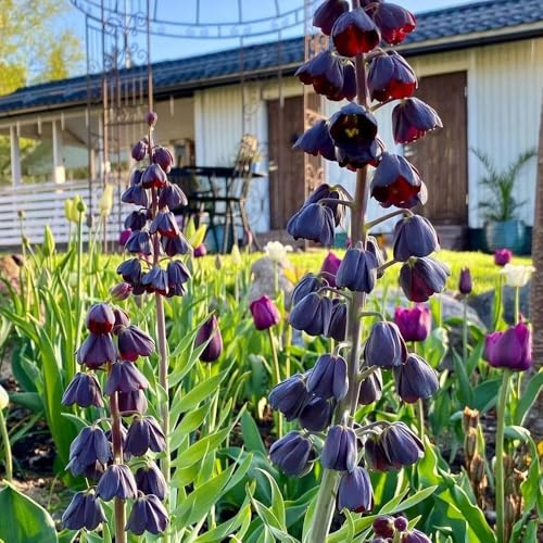 Bulbi di giglio a scacchi, bulbi di giardino farfalle regali per gli amanti del giardino da balcone esotiche copertura del terreno 6pcs