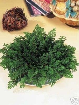 Mini-stock da 10 pezzi Rosa di Jericho (Selaginella) taglia piccola diamento 5-6 cm chiusa