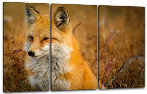 Printed Paintings Leinwand 3-teilig(120x80cm): Tier-Bilder Natur Wildnis Wald Landschaft Fuchs SI