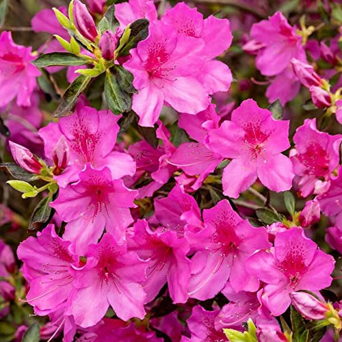 Azalea Japonica Plant - Pink | Spring Flowering Evergreen Bushy Outdoor Garden Plant | Pack of 2, 9cm Pots