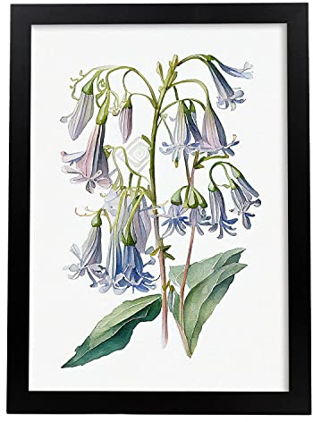 Nacnic Jacinthe des bois Affiche dans style Aquarelle Fleur Plante Botanique Minimaliste Fond Blanc Impression d'Art Mural pour Maison Chambre Salon Design d'Intérieur A3 avec cadre noir