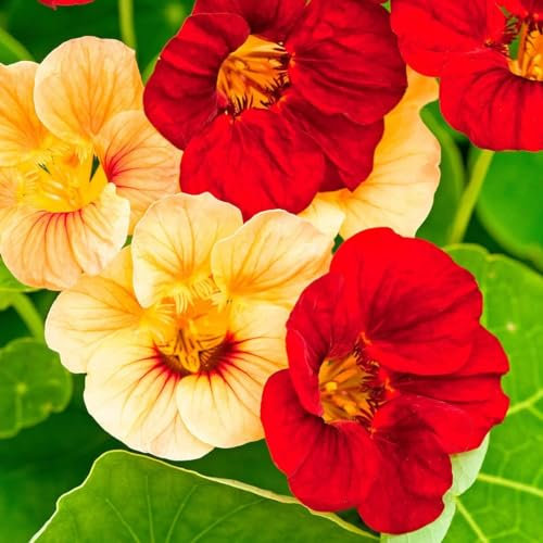 50 Graines Semences - Capucine grimpante BIO graines,Une plante grimpante très florifère,fleurs graines idéales pour votre jardin - 82