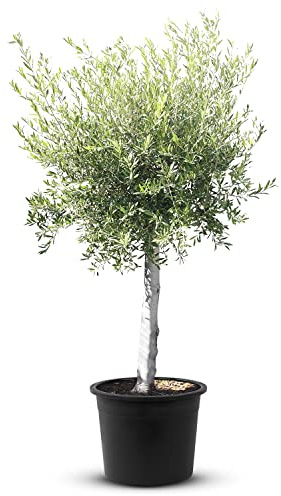 Tropictrees Arbre Olivier résistant à l'hiver avec une circonférence de tronc de 180 cm Véritable olivier avec de vrais fruits d'olives comestibles, tronc fruitier Olea Europea 1 Pièce