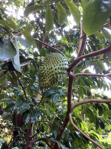 8 graines de Corossol (Annona Muricata)