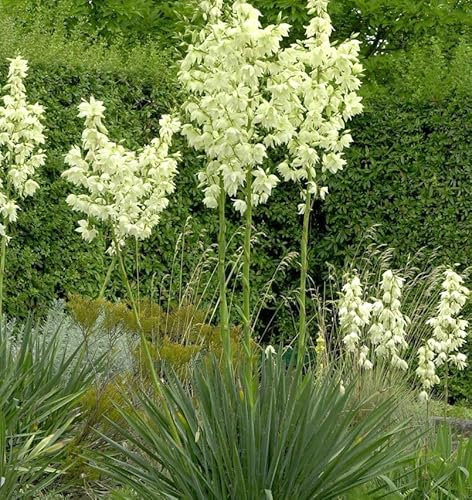 Palmlilie Elegantissima - Yucca filamentosa