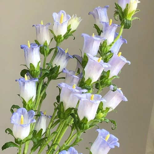 semi di campanula rialzata in vaso estremamente resistenti vecchie varietà selvatici selvatici amanti dell'ombra biologici balcone 300pcs