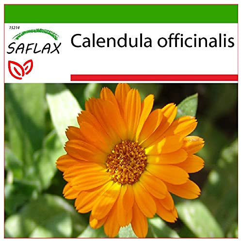 SAFLAX - Calendula - 50 semi - Con substrato - Calendula officinalis