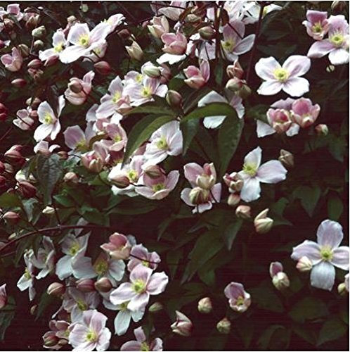JustSeed - Flower - Clematis Montana Pink - Perfumed Forms - 15 Seeds