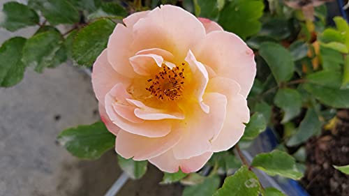 DECOROSIER CALIZIA® 'Noa97400a' / Rosier paysager orange saumoné CALIZIA® / Conteneur de 2 à 2.9 litres