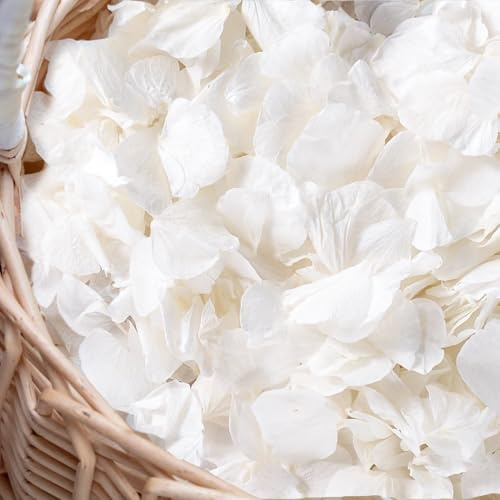 Gifugi 3000 + stycken äkta, elfenbensfärgade, torkade hortensia-kronblad – 100 % naturliga, krämvita kronblad för bröllopskonfetti, blomsterflickskorg, romantisk nattdekoration,