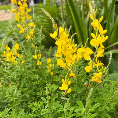 ginster blumenwiese mehrjährig ginster hochbeet, blühende seltene, wohnzimmer deko schnell wachsende 500samen