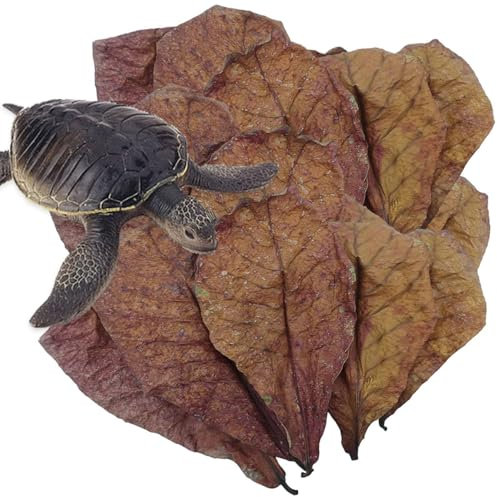 Aquarium-Katappa-Blätter, natürliche Terminalia-Catappa-Blätter, Betta-Garnelen-Pflege, Mandelblätter, pH-Balance, Wasseraufbereiter, Behandlungen für Aquarien, Schildkröten, Garnelen, Wels und