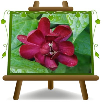 EURO PLANTS VIVAI Calicantus Calicanto Calycanthus Floridus Glauca pianta ornamentale su vaso 18 cm altezza 40~50 cm