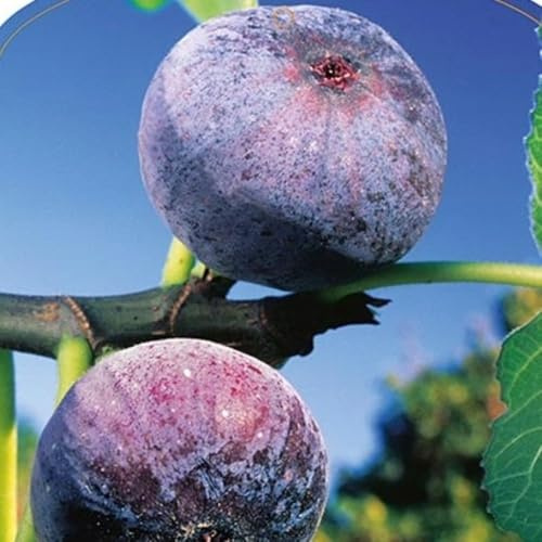 PIANTA DA FRUTTO FICO NERO in vaso 20 età 2/3 anni