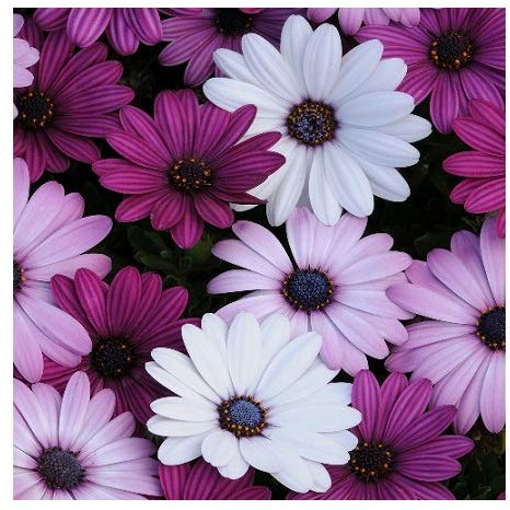 Osteospermum ecklonis 'Mixed' / Cape Daisy/Seeds