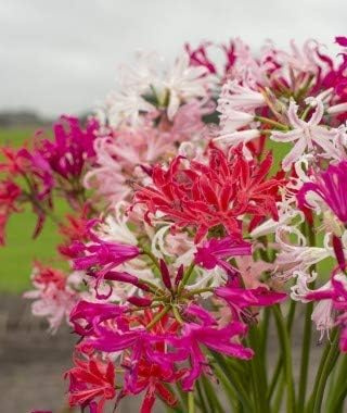 5 X Nerine Mix - Nerine miste - Bulbi Di Alta Qualita (5)