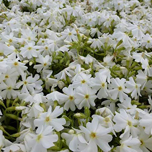 6 x Phlox mousse 'Calvides White' - Phlox Subulata 'Calvides White' - Godet 9x9 cm, Tapis Blanc Immaculé, Floraison Printanière