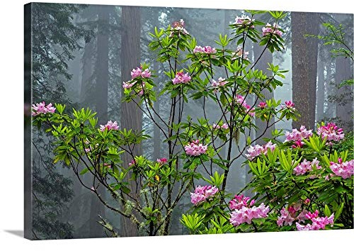 GREATBIGCANVAS Redwood Trees with Rhododendrons, Lady Canvas Wall Art Print, Home Decor Artwork, 18x12