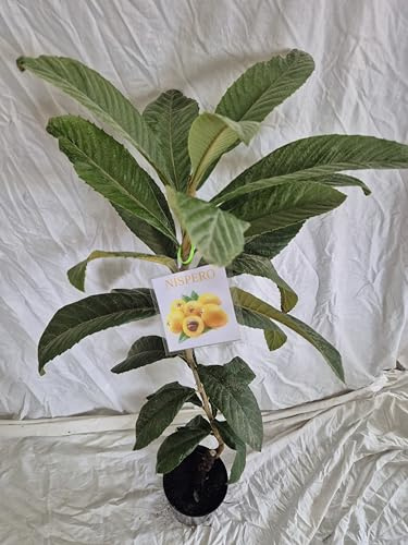 Arbol NISPERO de 2 años. En Maceta. Altura 140 cm.
