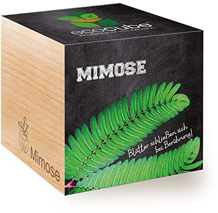 Feel Green 296329 Ecocube Mimose, Blätter Schließen sich bei Berührung, Nachhaltige Geschenkidee (100% Eco Friendly), Grow Your Own/Anzuchtset, Pflanzen Im Holzwürfel, Made in Austria