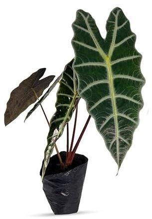 LEAL PLANTS ECUADOR Alocasia Amazonica| Elephant Ear Plant| African Mask Live Green House Plant