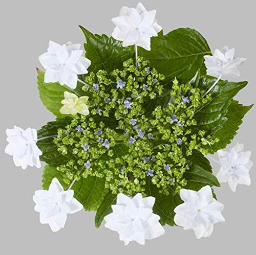 Bauernhortensie Fireworks White® 30-40cm - Hydrangea macrophylla - lebende Gartenpflanze aus den Baumschulen