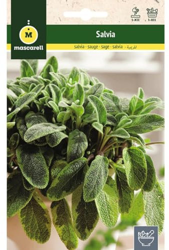 Mascarell Semillas, SALVIA OFFICINALIS, Semillas de Hierbas Aromáticas para Plantar, Crea tu Propio Huerto en Casa, 1 Gramos