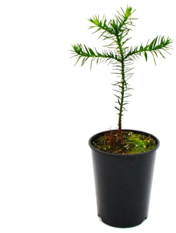 Exotenherz Chilenische Schmucktanne - Andentanne - Araucaria araucana - Setzling im 19cm Topf