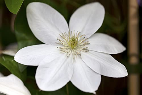 Waldrebe Clematis Hybride Shirayukihime 60-100 cm winterhart