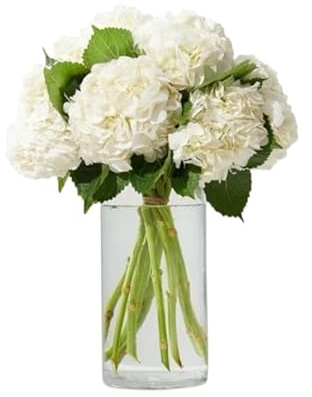 Ramo de Hortensia Blanca Fresca con 10 Flores para Decoración y Regalos Especiales