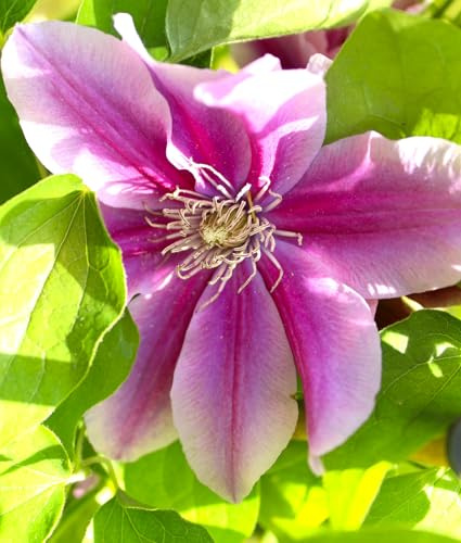 Waldrebe Clematis 'Dr. Ruppel' rosa/weiß gestreift 60-100 cm winterhart Freilandaufzucht